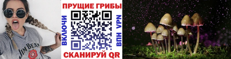 Галлюциногенные грибы Psilocybe  Кингисепп 
